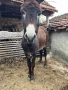 Продавам мъжко магаре, снимка 5