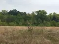 Широколистна гора 14,800 дка в землището на с. Злати Войвода, общ. Сливен, снимка 3