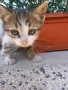 подарявам 2 котенца, снимка 2
