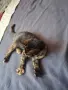 Бездомно женско коте, снимка 16