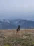 Продавам немски овчарки, снимка 2
