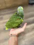 Бебе Синьочела Амазона, снимка 2