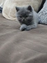 Британски котенца, снимка 3