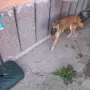 ПРОДАВА се белгийска овчарка малиноа, снимка 2