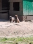 Белгийска овчарка, снимка 2