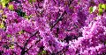 Див рожков (Cercis siliquastrum) Дърво на Юда, снимка 4