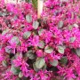 Лоропеталум Черна перла, Loropetalum Chinense Black Pearl, снимка 5