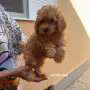 Мини пуделчета момче и момиче, снимка 5