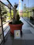 Продавам палма Юка / Yucca, 15 годишна, 1.2 м. височина, 5 стъбла, саксия Ф 45, снимка 3