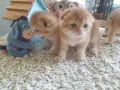 Шотландски Златни чинчили, снимка 8