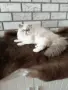 Персийско коте 😻💙, снимка 8