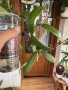  Hoya Хоя Sp.yok don , снимка 3