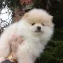  Кремаво момченце на 2 месеца и половина, снимка 3