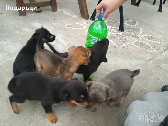 Подаряват се малки кученца, гр. В. Търново 