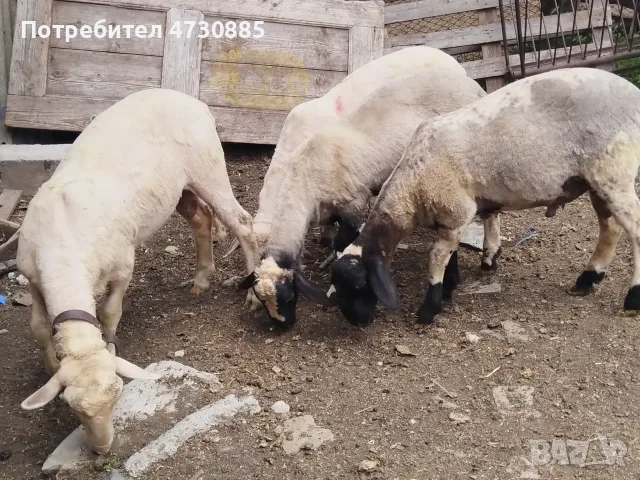 Продавам кочлета за разплод порода плевенска черноглава и асаф , снимка 5 - Овце - 55629911