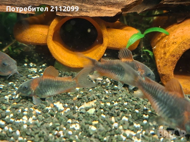 Коридорас Венецуела 8бр група полово зряли.