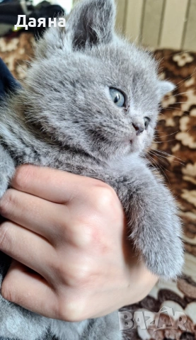 Британски късокосмести котета, снимка 3 - Британска късокосместа - 54745325