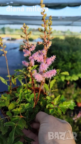 Астилбе, Astilbe, многогодишно за сянка!!, снимка 2 - Градински цветя и растения - 55288069