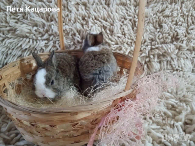 Прозавам декоративни зайчета, снимка 6 - Декоративни зайчета - 53955203