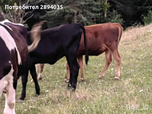 отбити телета и бозайници , снимка 7 - Крави - 55275573