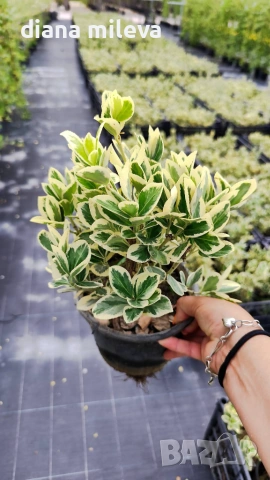 Евонимус Браво, Euonymus japonicus Bravo, снимка 11 - Градински цветя и растения - 54457987