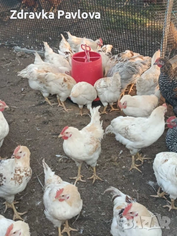 ПРОДАВАМ ПЕТЛИ, снимка 3 - Кокошки и пуйки - 54324021