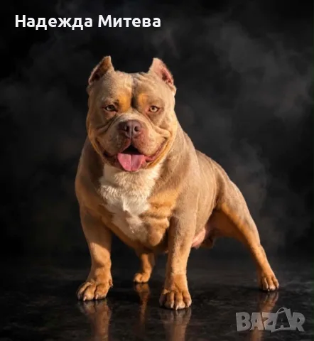 Американско Були Покет, снимка 2 - Питбул - 55367084