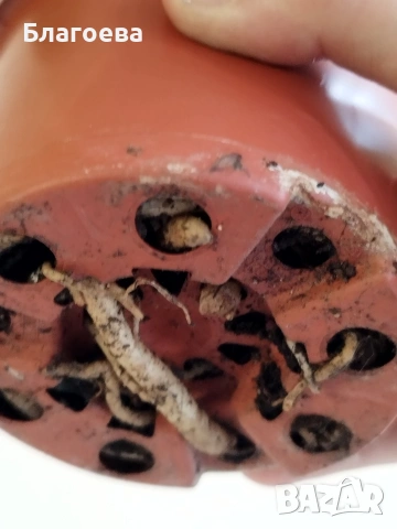 Хемантус бял, снимка 3 - Стайни растения - 53755618