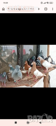 Гълъби * Блондинети * шов поста, снимка 4 - Гълъби - 54219905