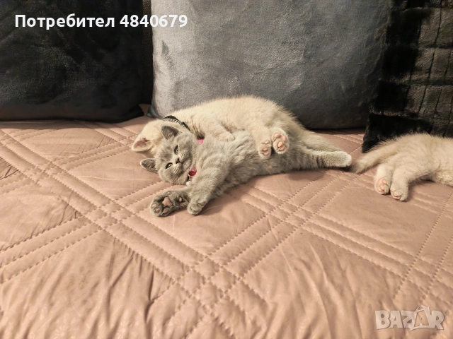 Чистокръвни британчета, снимка 10 - Британска късокосместа - 54972566
