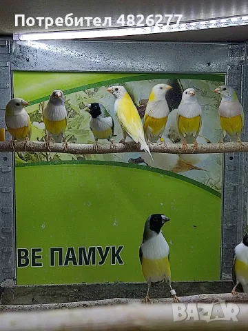 Гулдови амадини ..... 2026......, снимка 6 - Амадини - 54806567