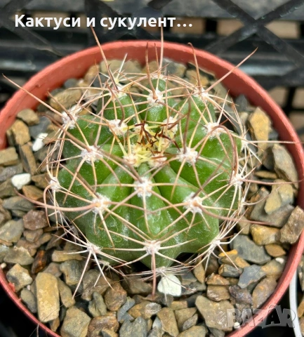 Кактус вид Echinopsis Hybrid бял лебед, снимка 6 - Градински цветя и растения - 54593949