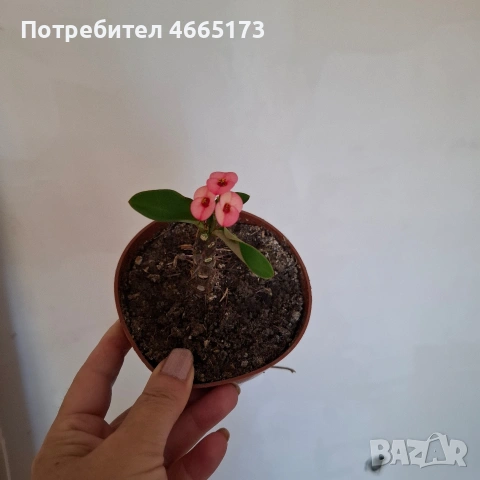 Стайно Цвете Исусов Венец, снимка 12 - Стайни растения - 54111064