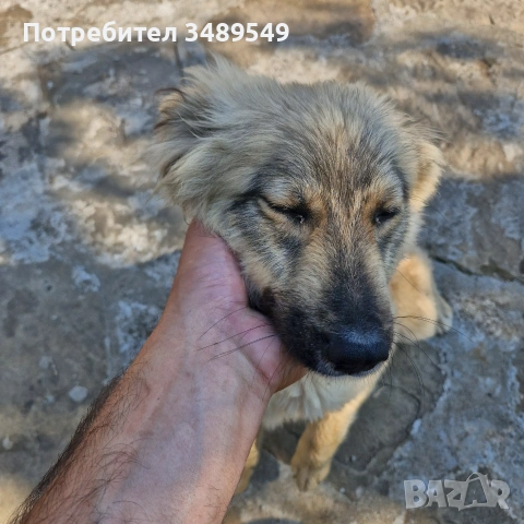 Кученце  бордар колини австралиска овчарка , снимка 2 - Други - 55178657