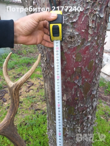 Рога от Елен със стойка, снимка 4 - Декорация за дома - 54117967