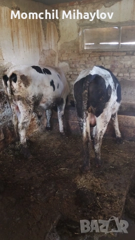 продавам бик, снимка 3 - Крави - 54903544