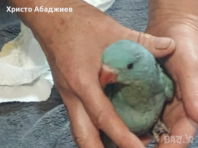ръчни неразделки и малки александри, снимка 11 - Папагали - 50866658