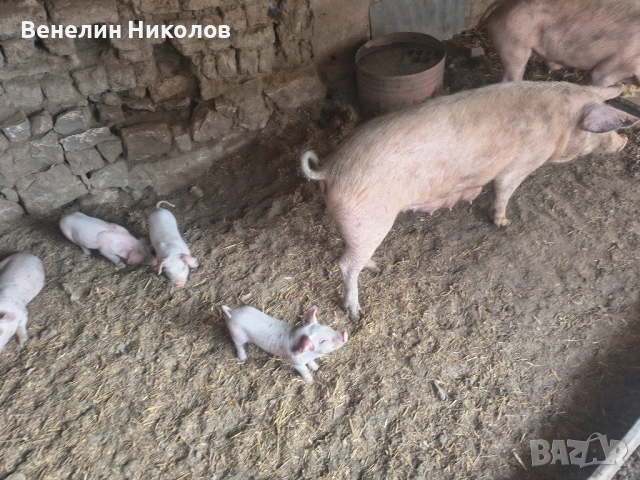 Свиня майка с 4 малки , снимка 3 - Прасета - 54889450