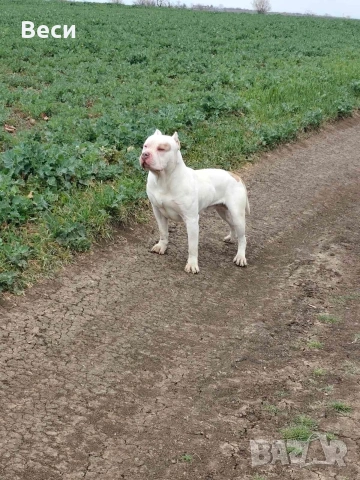 Американско були 