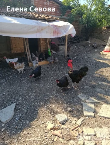 Продавам голошийки 7+1