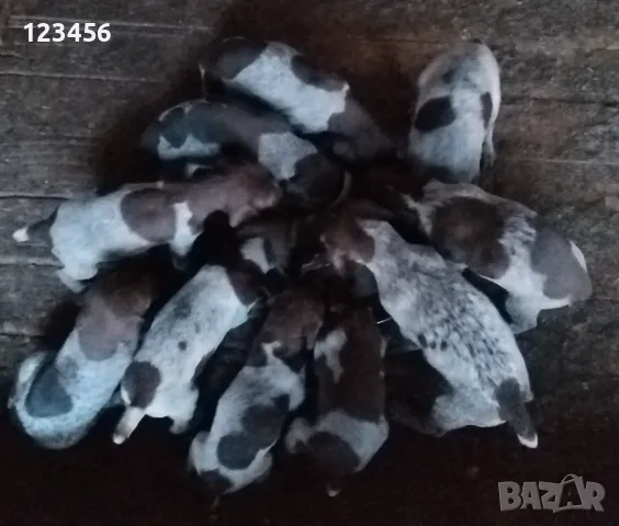 Курцхаари. Работещи родители