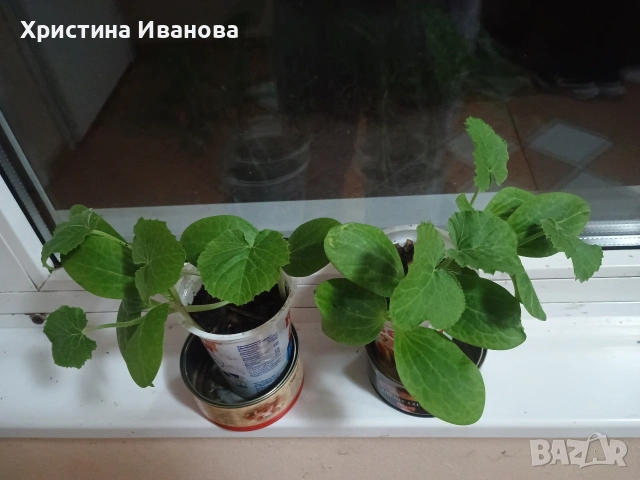 Продавам разсад тиквички в кофички