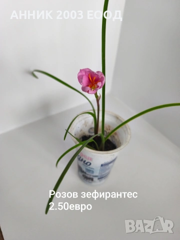 Градински цветя , снимка 4 - Градински цветя и растения - 55055236