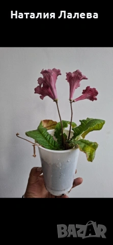 Стрептокарпус, streptocarpus DS 2166, снимка 3 - Стайни растения - 55019138