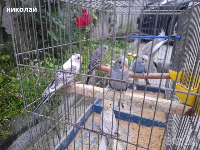 Продавам млади вълнисти папагали 