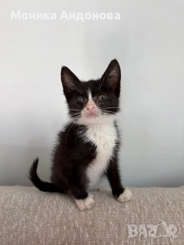 МЪЖКО КОТЕНЦЕ Търси дом
