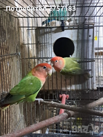 продавам чифт неразделки 2025 г, снимка 3 - Папагали - 53991923
