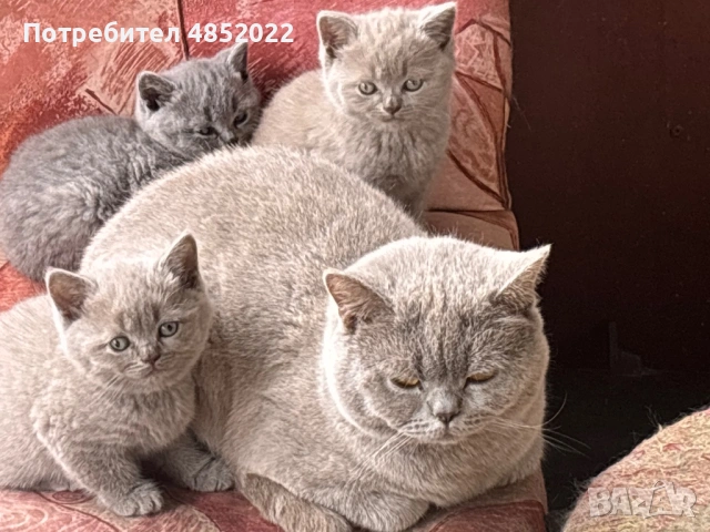 Британски късокосмести котки, снимка 4 - Британска късокосместа - 54838281
