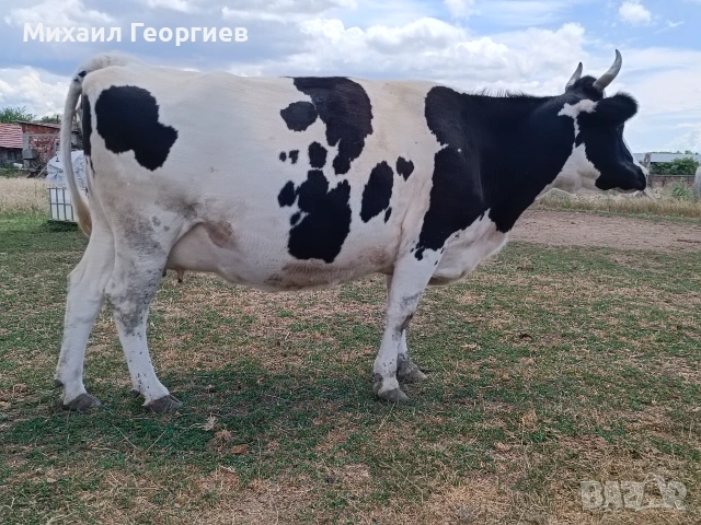 Продавам 2 бременни крави , снимка 3 - Крави - 54825386