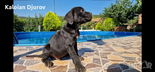 продавам кученца кане корсо 